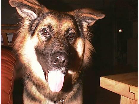 Blanding af racer Kasha - her er Kasha  billede 1