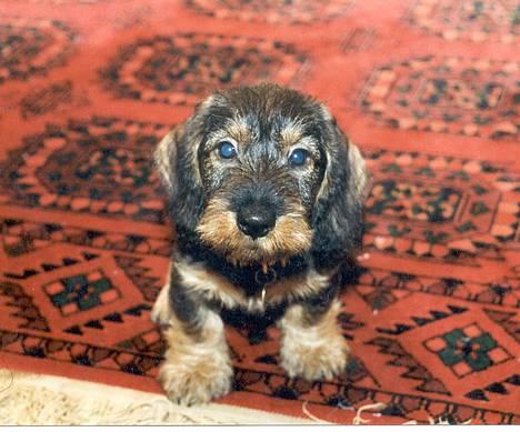 Gravhund Hodja's Zeus - Zeus 11 uger. Hvad laver hun med det kamera?!? billede 1