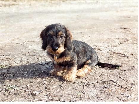 Gravhund Hodja's Zeus - Zeus 17 uger. "Skal jeg nu fotograferes igen"? billede 2