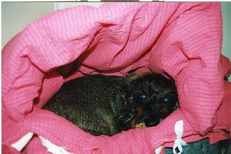 Gravhund Hodja's Zeus - Mig i min nye dyne i "tøsepink" forvandlet til en hule!!! billede 3