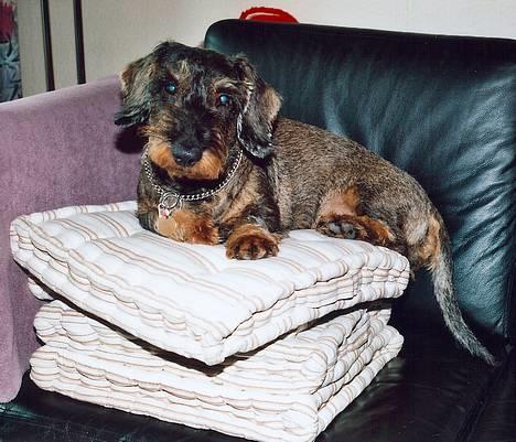 Gravhund Hodja's Zeus - En flot gravbasse på 11,5 år, taget Juni 2006 billede 4