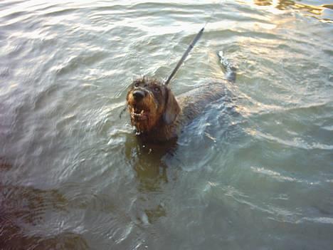 Gravhund Hodja's Zeus - Kaster du snart den pind...eller hva?!? billede 6