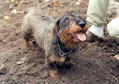 Gravhund Hodja's Zeus - Skal vi grave i køkkenhaven siger du??? billede 5