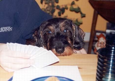 Gravhund Hodja's Zeus - Hvis jeg nu smider klør es...så ku´ jeg.....  billede 7