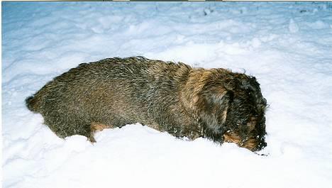 Gravhund Hodja's Zeus - Hmm, var det mon her jeg gravede pinden ned??? billede 8
