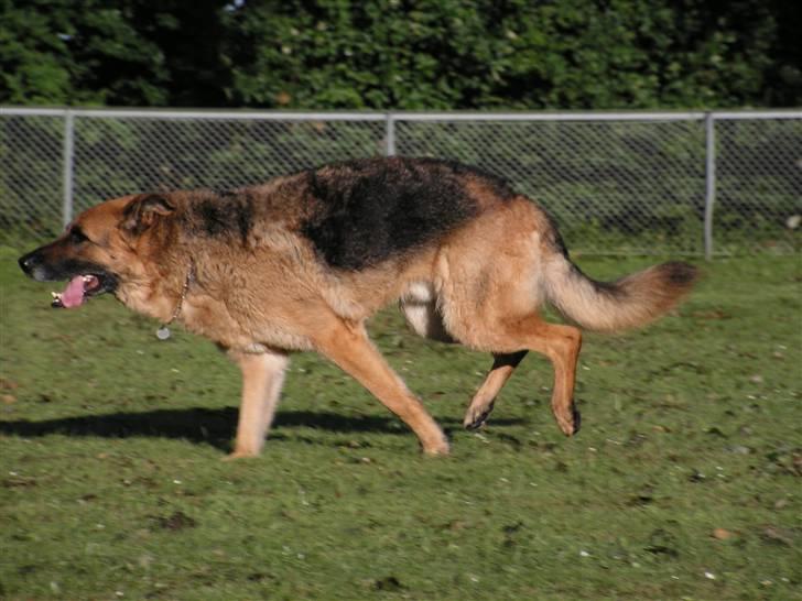 Schæferhund Rico RIP - Juni 2007: Rigtig dårligt billede, men så kan man da se ham løbe *gg* billede 7