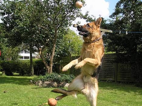 Schæferhund Rico RIP billede 8