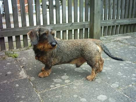 Gravhund Hodja's Zeus - Går der nogen ude på "MIT" fortov?!?...taget d. 1-8-2004. billede 10