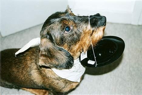 Gravhund Hodja's Zeus - Havde i tænkt jer at JEG skal have den hat på??? Glem det!!! billede 9