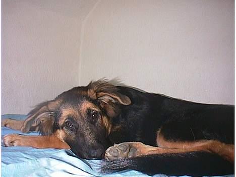 Blanding af racer Kasha - Er jeg ikke sød  billede 2