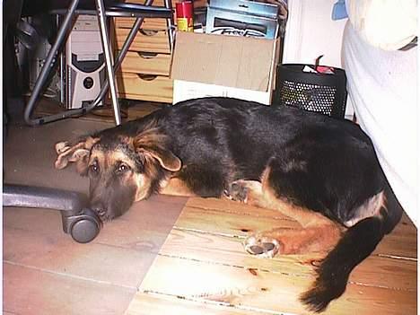 Blanding af racer Kasha - hader af ligge på gulvet  billede 3