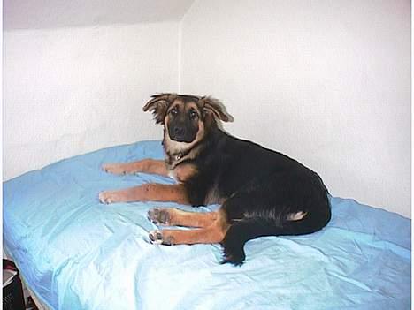 Blanding af racer Kasha - Ahhh fars seng nu er jeg glad  billede 4