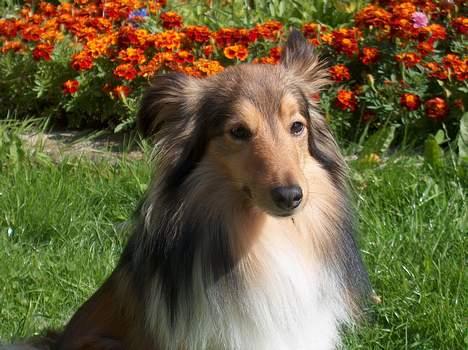 Shetland sheepdog Hero - Her er jeg så. billede 1