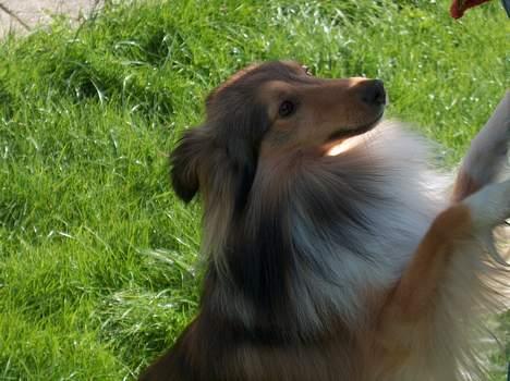 Shetland sheepdog Hero billede 4