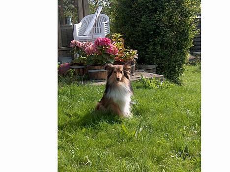 Shetland sheepdog Hero billede 8