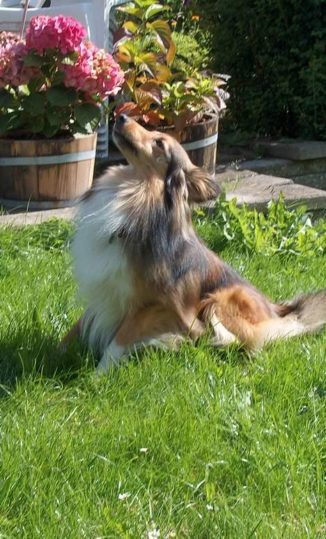 Shetland sheepdog Hero billede 9