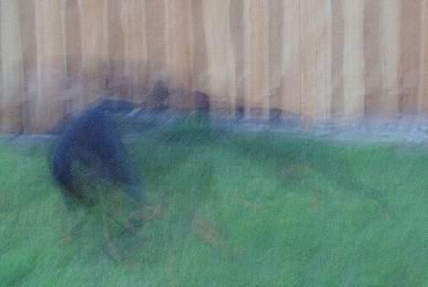 Dobermann Amigo (29/12/99-17/01-08) - Mickey og Dina leger. Hvem kan følge med her ???? billede 7