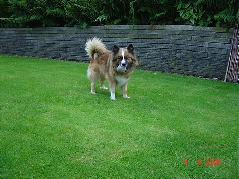 Islandsk fårehund Eyja billede 7