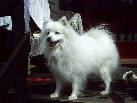 Japansk spids Chiki´s Miko - Haløj jeg er den super søde Miko..! billede 1