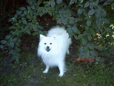 Japansk spids Chiki´s Miko - Her er jeg ude og lege..! billede 2