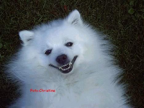 Japansk spids Chiki´s Miko - Hi hi hi hi Haløj billede 3