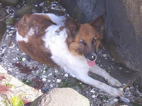 Blanding af racer Fif - Dette billede er taget den dag vi gik i cirka 5 timer langs stranden (Fif var træt allerede inden vi havde gået halvdelen af vejen!) billede 9