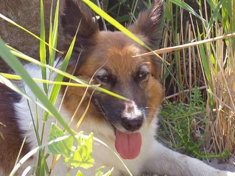 Blanding af racer Fif - det er da et flot billede af Fif!! billede 10