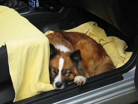 Islandsk fårehund Eyja billede 6