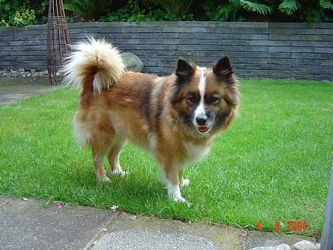 Islandsk fårehund Eyja billede 2