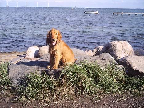 Cocker spaniel Silke - Hvor er det bare dejligt med noget frisk luft på Hundestranden:-) billede 1