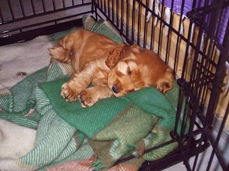 Cocker spaniel Silke - 6 uger og træt billede 2