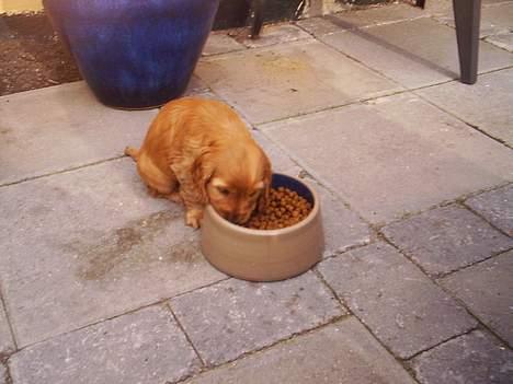 Cocker spaniel Silke - 6 uger og sulten billede 3