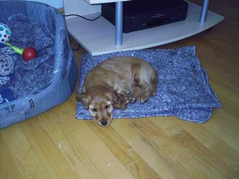 Cocker spaniel Silke - 9 uger. billede 4