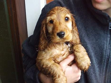 Cocker spaniel Silke - Efter første gå tur i regnvejr billede 5