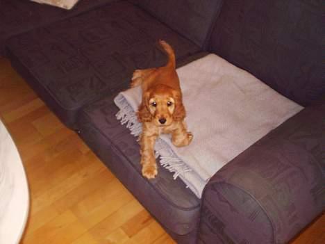 Cocker spaniel Silke - 9 uger. billede 6