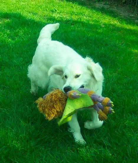 Golden retriever Indy - Indys ynglings legetøj for en tur billede 8