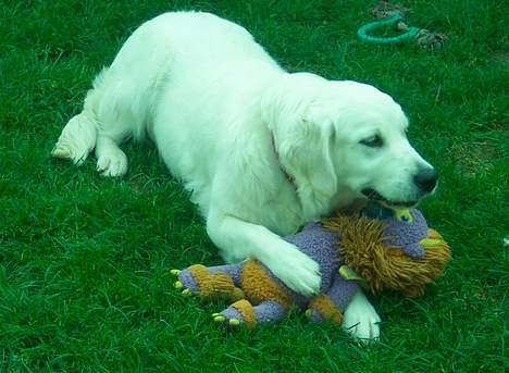 Golden retriever Indy - Nedlagt! billede 9