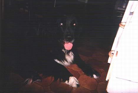 Blanding af racer Sussi - Sussi på køkkengulvet... Beklager den ikke er så tydelig, men hun er desværre død, så jeg kan ikke få fat i nogle nye. billede 1