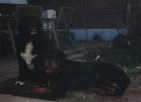 Blanding af racer Sussi - Det er Sussi tv og en der hedder Tarzan th. billede 3