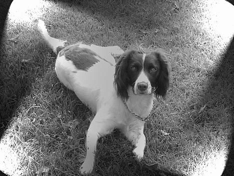 Field spaniel Jolly - se... er det ike bare flot... billede 1