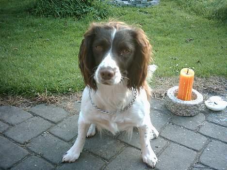 Field spaniel Jolly - sådan ser hun ud når hun plager... sødt ikk? billede 2