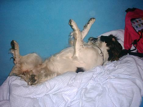 Field spaniel Jolly - ZzzzzZZZzzZZZzzzZZzz...... billede 3