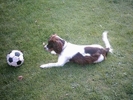 Field spaniel Jolly - jaaah, tror kun jeg har billeder af hende hvor hun plager for at spille bold... billede 4
