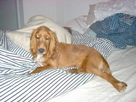 Cocker spaniel Tilde billede 4