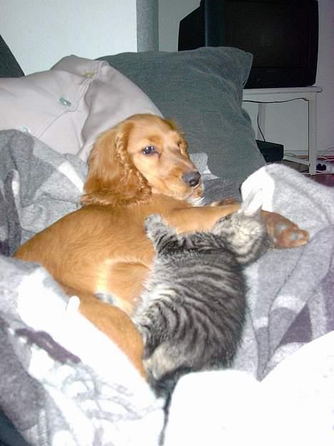 Cocker spaniel Tilde billede 5