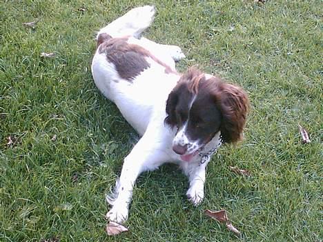 Field spaniel Jolly - aaaddd hva er det... nårh bare græs.. billede 5