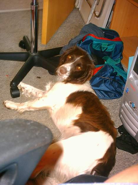 Field spaniel Jolly - wha? er der nogen der siger noget til mig? billede 6