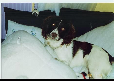 Field spaniel Jolly - Hvad er det for noget der bliker... Tordner det??? nej jolly det er bare blizten.. billede 9