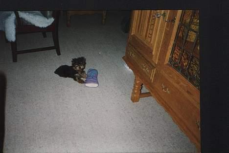 Yorkshire terrier Tarzan billede 1