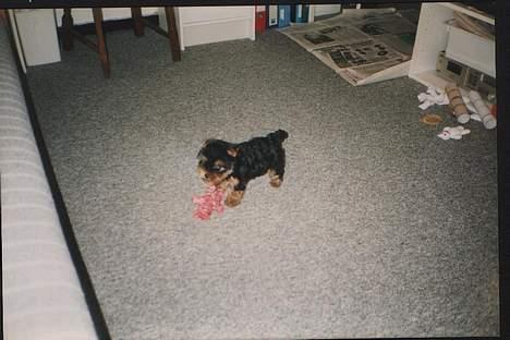 Yorkshire terrier Tarzan billede 2